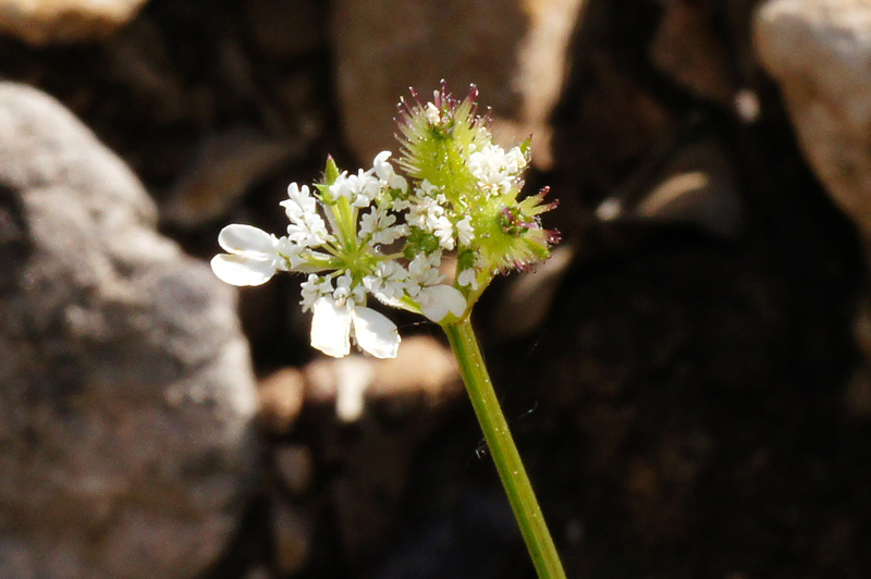 Orlaya daucoides